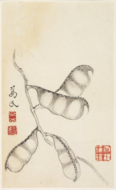 Pea Pods, from an album of vegetables by Shou min Pien
